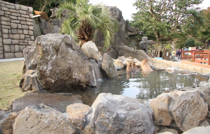 2014年カピバラの露天風呂展示場リニューアル