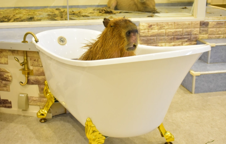 2021年アニタッチオープン