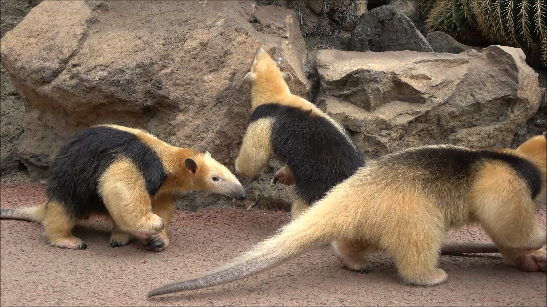 ミナミコアリクイ | 伊豆シャボテン動物公園