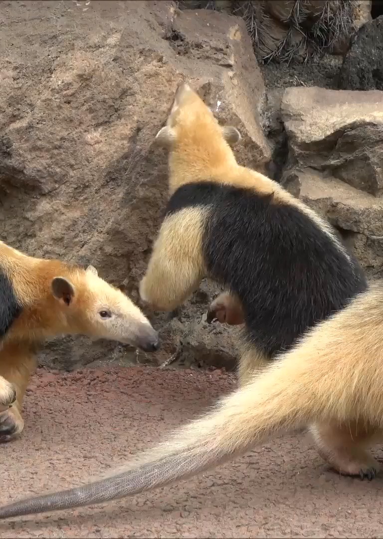 ミナミコアリクイ | 伊豆シャボテン動物公園