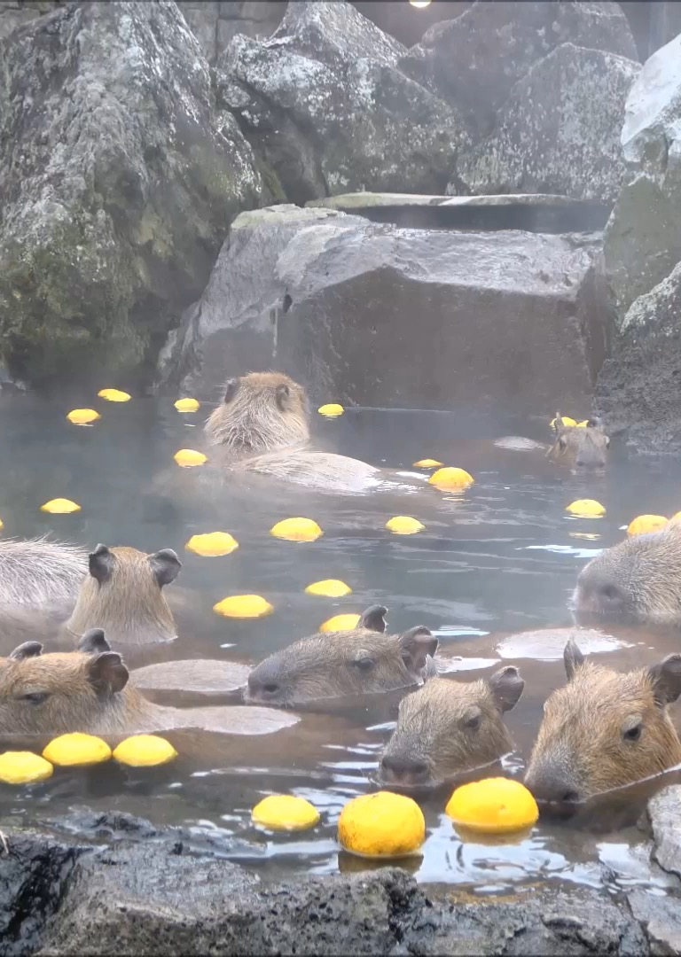カピバラの露天風呂 | 伊豆シャボテン動物公園 カピバラの露天風呂 | 伊豆シャボテン動物公園