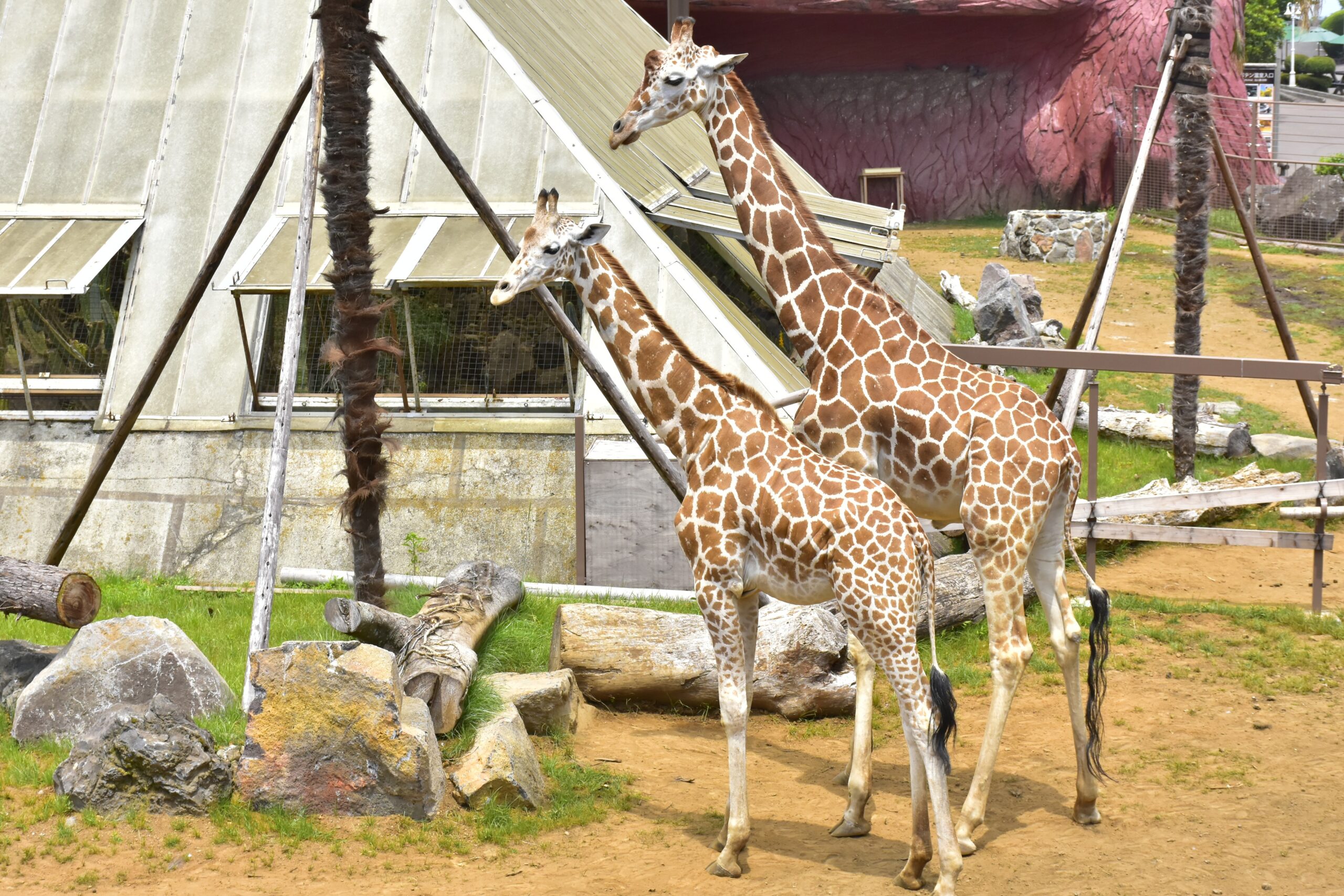 【テレビ放送のお知らせ】2025年10月31日(金) 18:15~19:56 静岡第一テレビ「まるごと」SP