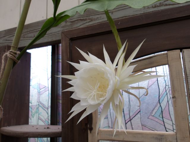 ひっそりと咲きました♪