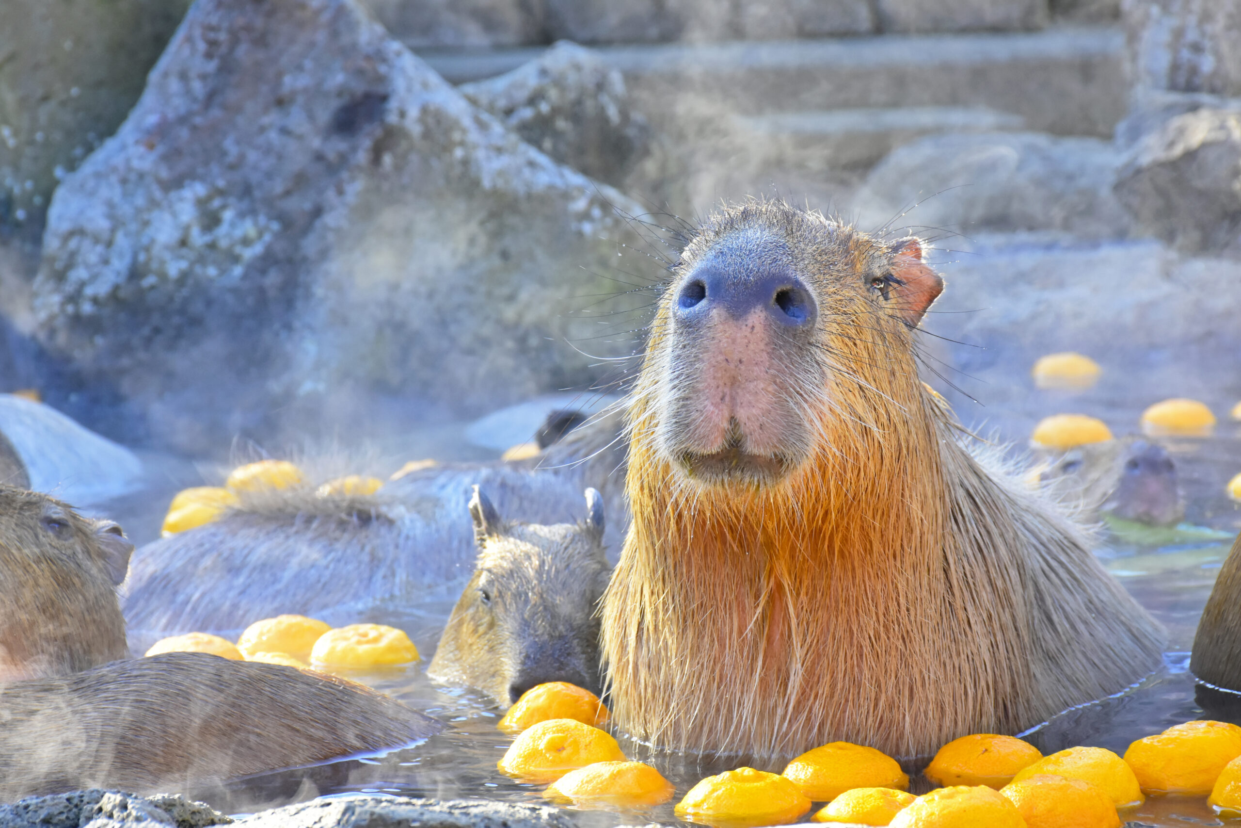 【テレビ放映のお知らせ】 2025年11月22日（土） AM 6：00～8：30  フジテレビ「めざましどようび」