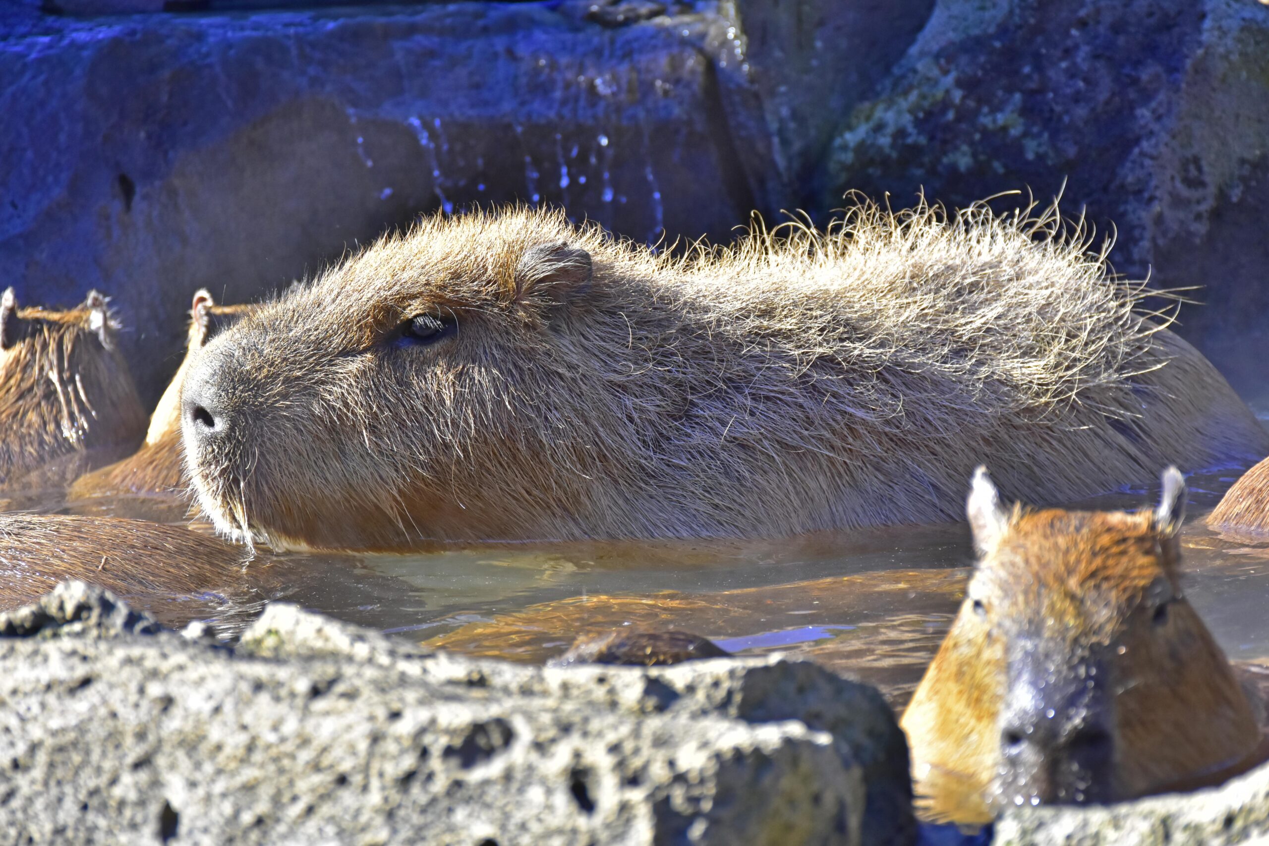 伊豆VS長崎VS埼玉VS那須VS石川 5園国コラボ！「第14回 カピバラの長風呂対決」
