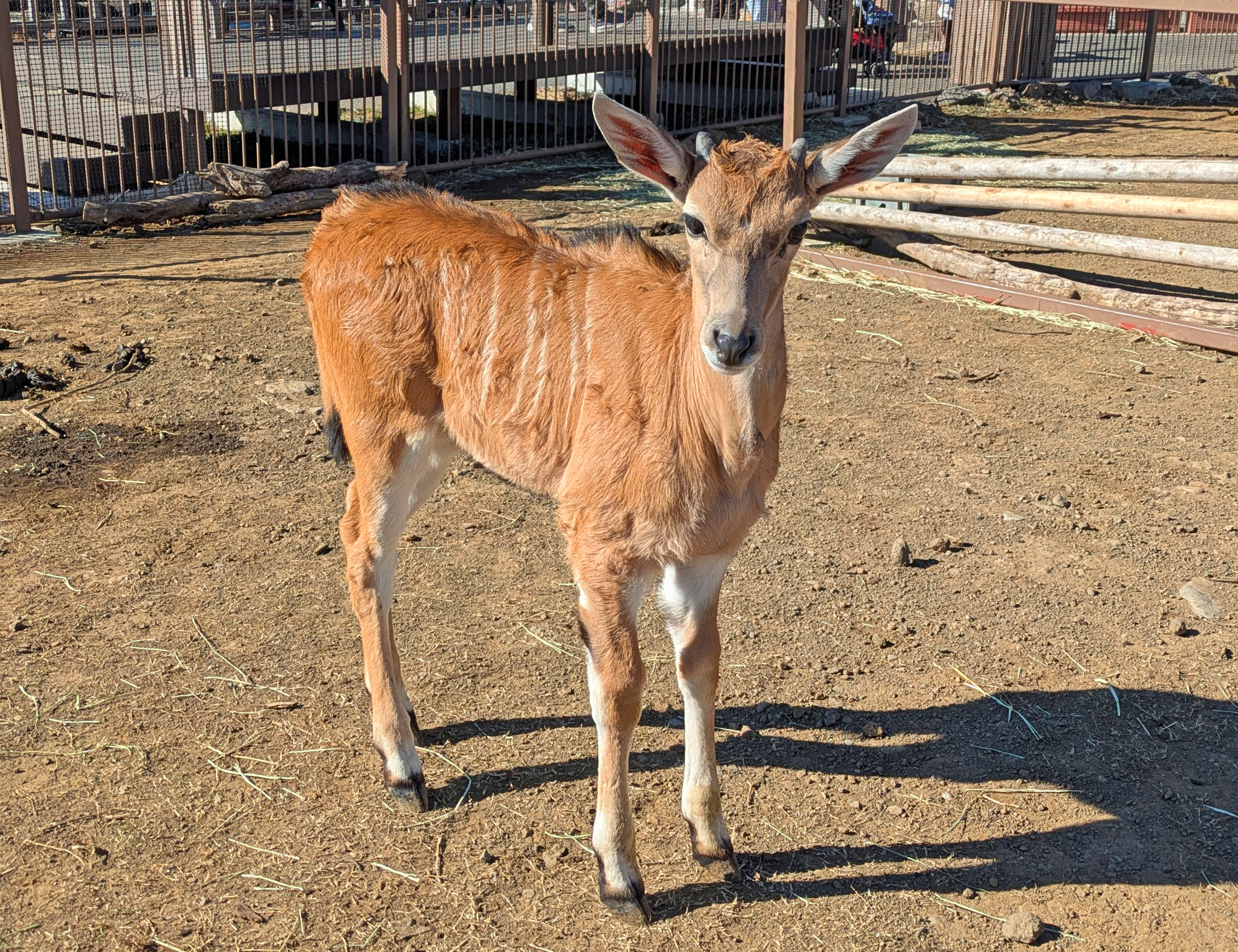 サバンナエリアで初めての赤ちゃん！ 大型の牛の仲間、『エランド』が誕生